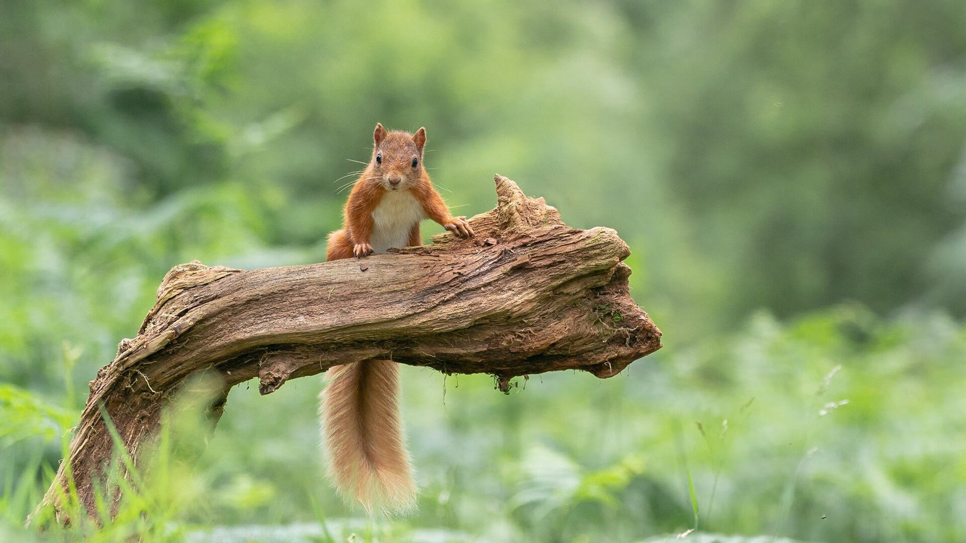 “法甲激烈角逐，豪门争夺荣誉”，德甲 豪门