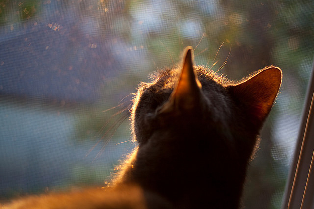 爱游戏官网-_迷你网球杯：家庭趣味赛点亮夏日欢乐时光_，迷你网球场
